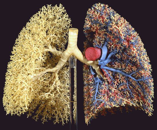 Pulmes, sistema respiratrio.