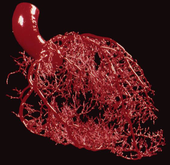 Sistema arterial do corao.